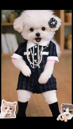 Jennie dance dog
