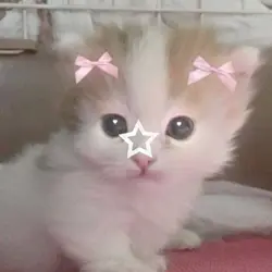 Kittens/cat 🎀🍓💗