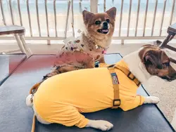 pet friendly 