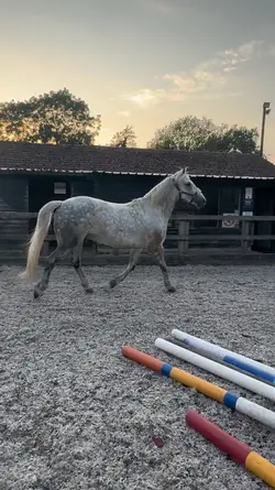 Fancy😉horse slomo‼️AI