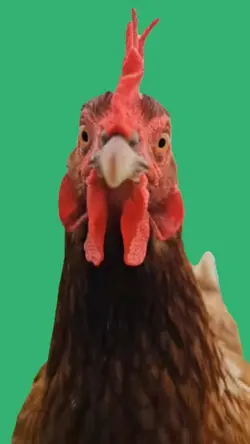 chicken runaway 