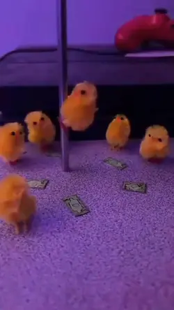 Funny chicken meme