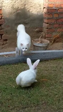 cat rabbit chase 