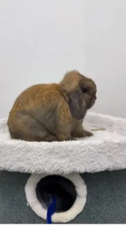 Rabbit holland lop