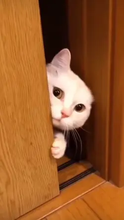 Hello cutie 