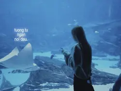 có đôi điều - shiki