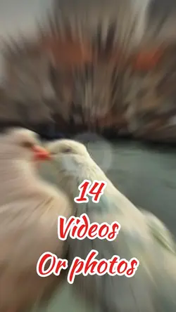 Videos or photos 