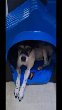 Casinha de Cachorro 