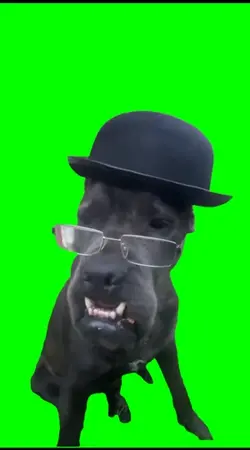Dog in hat & glasses