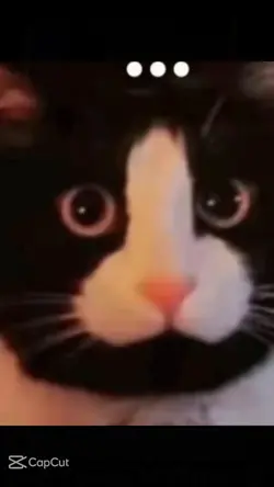 Innocent Cat