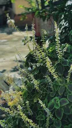 Therapy 