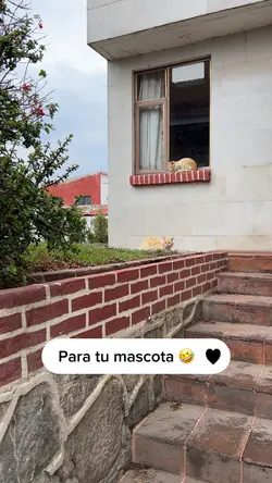 Mascotas 🤣