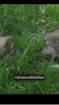 คนสองสัญชาติ