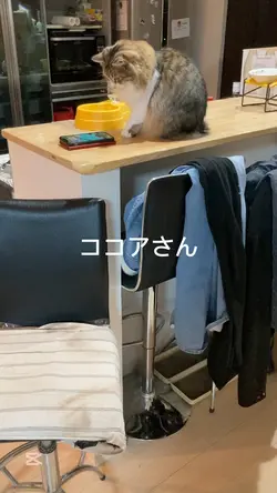 猫動画