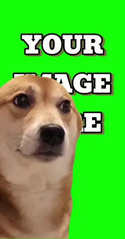Viral dog meme corgi