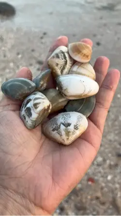 Chem chép biển!