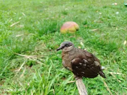 Bird fly 
