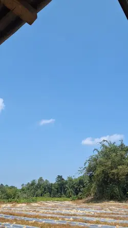 kehidupan di kebun