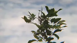 Apexel Lens