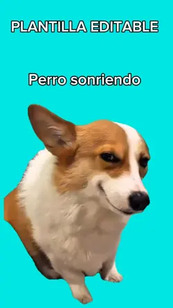 Perro sonriente 