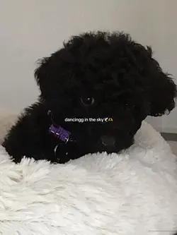 ily frankie🕊️🫶