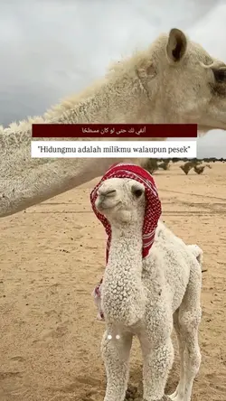versi 9:16