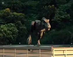 roarrr