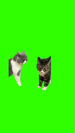 Chat qui parle