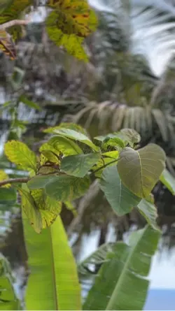 RINDU AKU RINDU KAMU