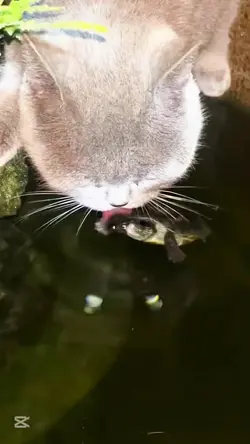 Fun Cat & Turtle 