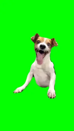 Trending dog meme 