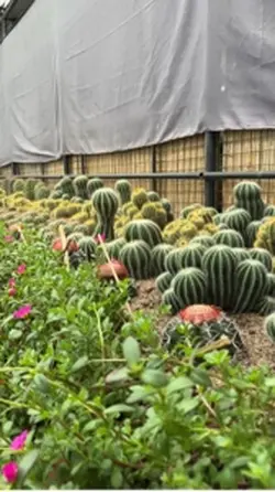 Cactus Template