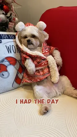 Dog memes 
