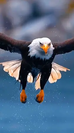 Eagle