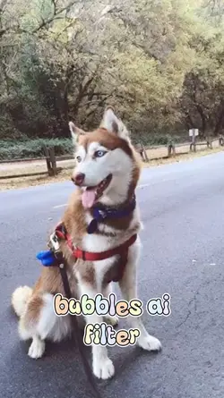 pet bubble