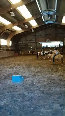 pony v/s horse