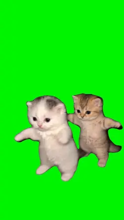 OWN MARCH KITTENS
