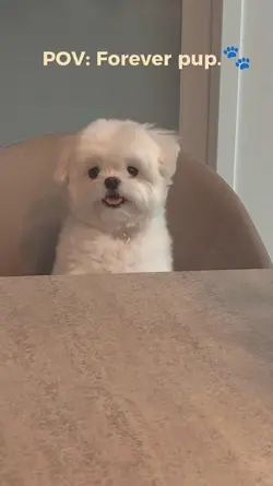 Forever pup
