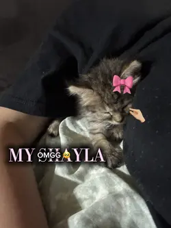 MY SHAYLA