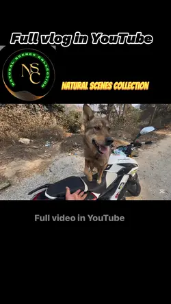 Dog lover vlog