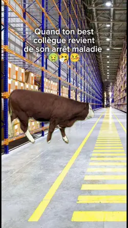 Vache contente 
