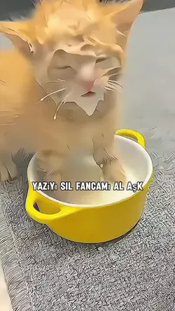Bedava fancam