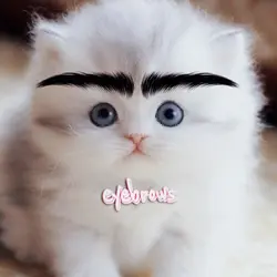 eyebrows