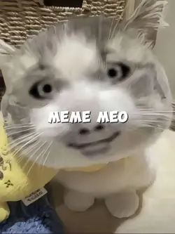 Mẫu meme mèo hài