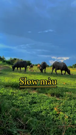 Slow màu