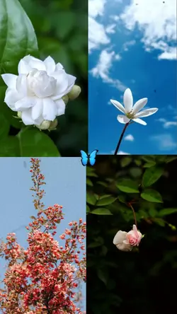4 pics tamplate 