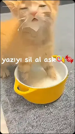 kedinin tatlılığı 