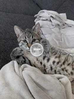 To the Moon and back