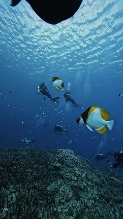 Beauty of Underwater