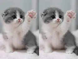 two pictures 